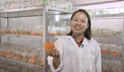 Bán đông trùng hạ thảo 1 tỉ/kg, 8x thành đại gia thu 12 tỉ/năm