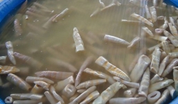 Rùng mình chứng kiến cảnh sản xuất măng tươi từ chất tẩy rửa