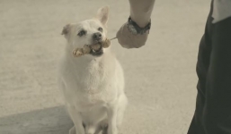 Xúc động với clip chú chó trả ơn