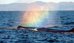 Giải mã hiện tượng cá voi 'khủng' tạo cầu vồng trên mặt biển