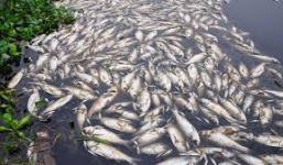 Lộ nguyên nhân cá chết hàng loạt ở kênh Nhiêu Lộc - Thị Nghè