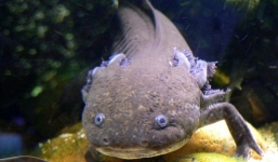 Phát hiện cá có chân gây xôn xao ở Mỹ