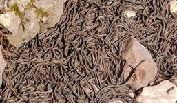 Cận cảnh động rắn khổng lồ nhất thế giới