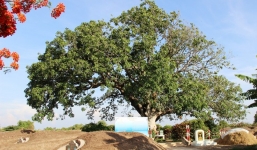 Cây xoài 300 năm tuổi ở miền Tây được công nhận Cây Di sản Việt Nam