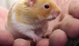 Giáo viên nuốt chửng chuột trước mặt học sinh gây phẫn nộ