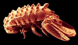 Los Angeles: Phát hiện loài sinh vật mới nhiều chân kỳ lạ