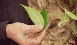 Bí ẩn không được phát giác trong món nộm lá ngón giết chồng