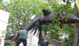 Người đàn ông mua cả 1 con cá mập 500kg về làm thức ăn