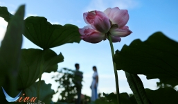 Bất ngờ sen lạ “tiến vua” nở giữa Hồ Tây