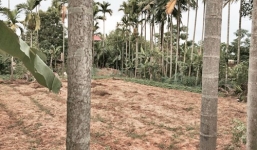 Thanh niên đi hái trộm dừa, bị ngã từ trên cao xuống mương nước tử vong