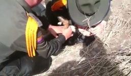 Video: Cảnh sát hô hấp nhân tạo cho chú chó bị chết đuối