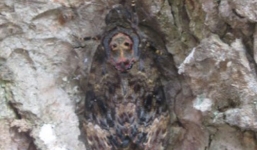 Xôn xao bướm đen hình mặt Phật xuất hiện ở Hà Nội