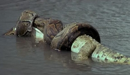  'Thủy quái' vùng Amazon: Cận cảnh trăn khổng lồ Anaconda