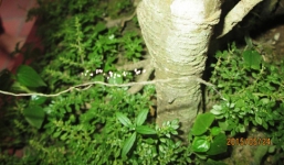 'Hoa Ưu Đàm 3000 năm mới nở một lần' xuất hiện ở Nghệ An