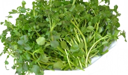 Lợi ích chữa bệnh 'thần kỳ' của cải xoong