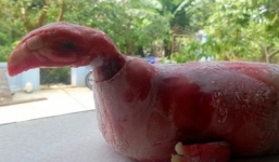 Vụ heo đẻ ra 'quái thú' giống gà ở Thanh Hóa: Yêu cầu tiêu hủy