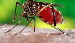 Tiêu diệt muỗi bằng cách thay đổi giới tính của chúng