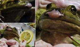 Ngẫm về tâm thư của người bị ung thư sắp chết vì sát sinh