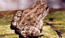 Tử vong sau 4 tiếng ăn thịt cóc ở Quảng Ngãi