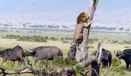 Sư tử leo tót lên cây, trốn đàn trâu rừng đang nổi giận