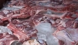 Clip: Ruồi nhặng bu đầy hàng trăm kg thịt heo ở lò mổ
