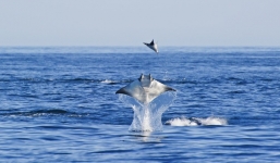 California: Hàng nghìn con cá đuối quỷ nhảy lên mặt nước