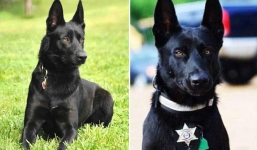 Chú chó cứu chủ thoát khỏi 3 kẻ mưu sát