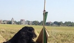 Phát hiện thi thể người đàn ông cháy đen trong đống rơm