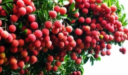 Ngày 30/5, Việt Nam sẽ xuất khẩu lô vải thiều đầu tiên sang Mỹ 