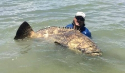 Bắt được “thủy quái” khổng lồ nặng hơn 250kg