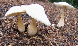 Vụ 20 người ngộ độc nấm: Hai thai phụ vẫn phải nằm viện