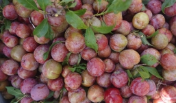 Giật mình những tác hại không ngờ khi ăn mận quá nhiều