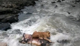 Sư tử dùng xác hà mã làm bè để vượt sông