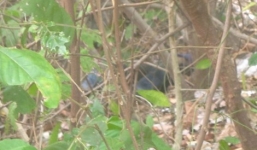 Đi chăn bò, kinh hoàng phát hiện thi thể trong bụi cây