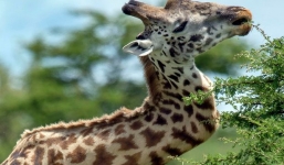 Video: Hươu cao cổ bị gãy cổ vẫn tồn tại suốt 5 năm trong tự nhiên