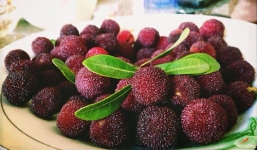 Lợi ích của quả thanh mai - 'tiên dược' giải nhiệt giá cao ngất ngưởng