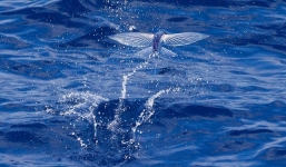 Kinh ngạc những loài cá có khả năng bay như chim 