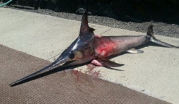 Bị cá kiếm 'khủng' đâm chết khi cố bắt nó dưới nước