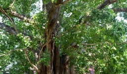 Cây bồ đề 132 năm tuổi ở Đắk Lắk được công nhân là Cây di sản Việt Nam