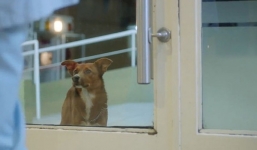 Xúc động chú chó ngồi chờ chủ ngoài bệnh viện 
