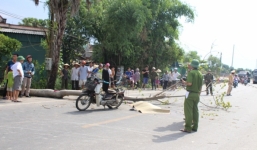 Cây ngô đồng bất ngờ bật gốc, đè chết một người đi đường