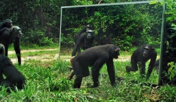 Video: Khỉ đột, báo hoa mai “bị sốc” khi lần đầu soi gương