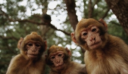 Du khách hốt hoảng khi bị khỉ.. lột đồ, quấy rối tình dục