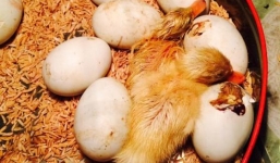 Video: Nắng nóng 'kinh hoàng' khiến trứng nở thành con gây sốc