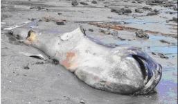 Cá mập 'khủng' trôi dạt vào bờ biển Nghệ An