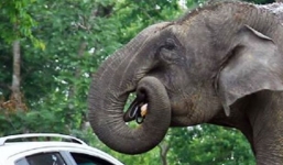 Chú voi “khoắng” túi sách của du khách rồi nuốt chửng