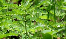 Cây chó đẻ và lợi ích bất ngờ