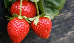 Mùa hè nên ăn gì cho mát