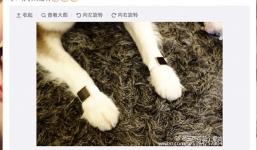 Mua Apple Watch 10,000$ để đeo cho...chó