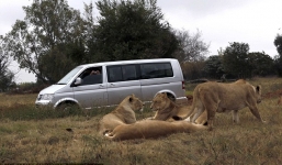 Nữ du khách bị sư tử tấn công đến chết trong công viên hoang dã 